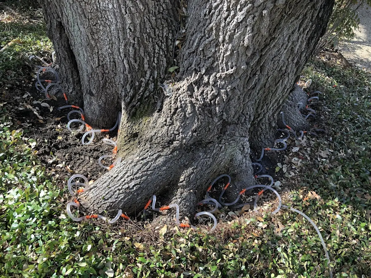 Detailed Tree Cabling and Bracing job site in Demopolis