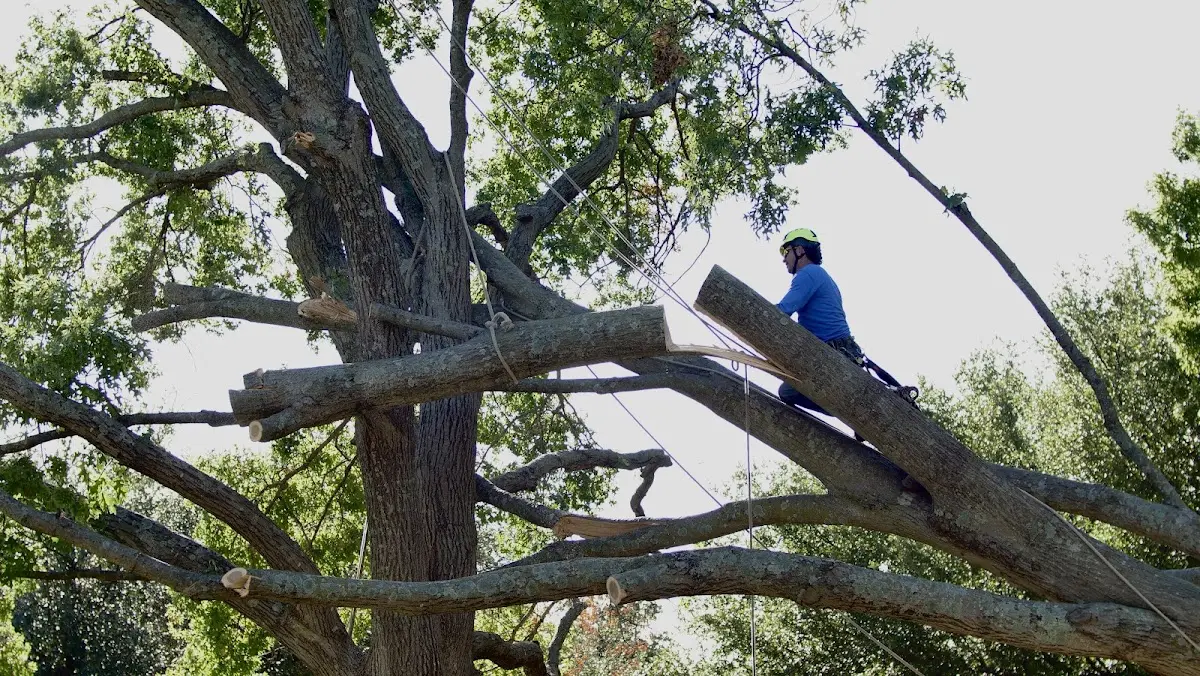 Professional Crown Thinning performed by certified arborists in Demopolis
